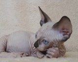 бамбино кошка